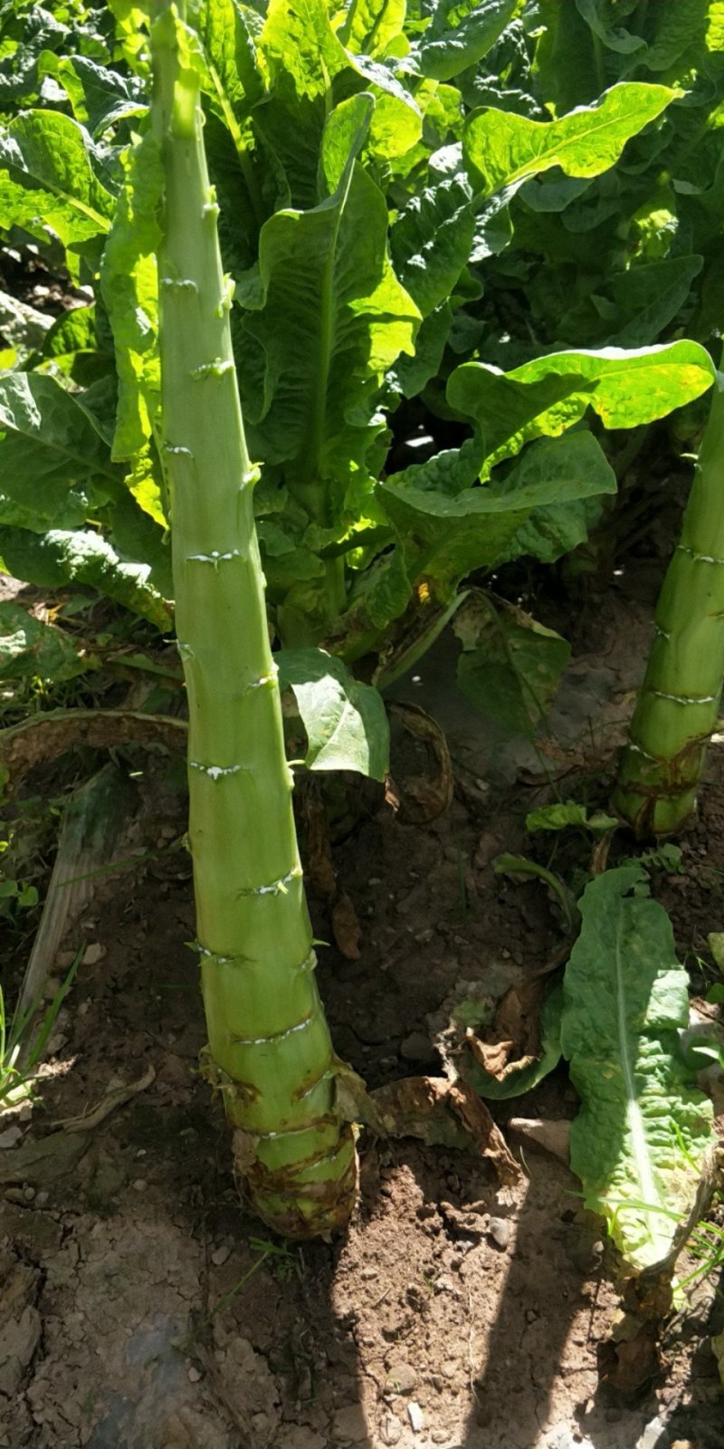 三青棒子杆子货，皮薄肉绿哈，保质保量莴苣大量供应等您来电