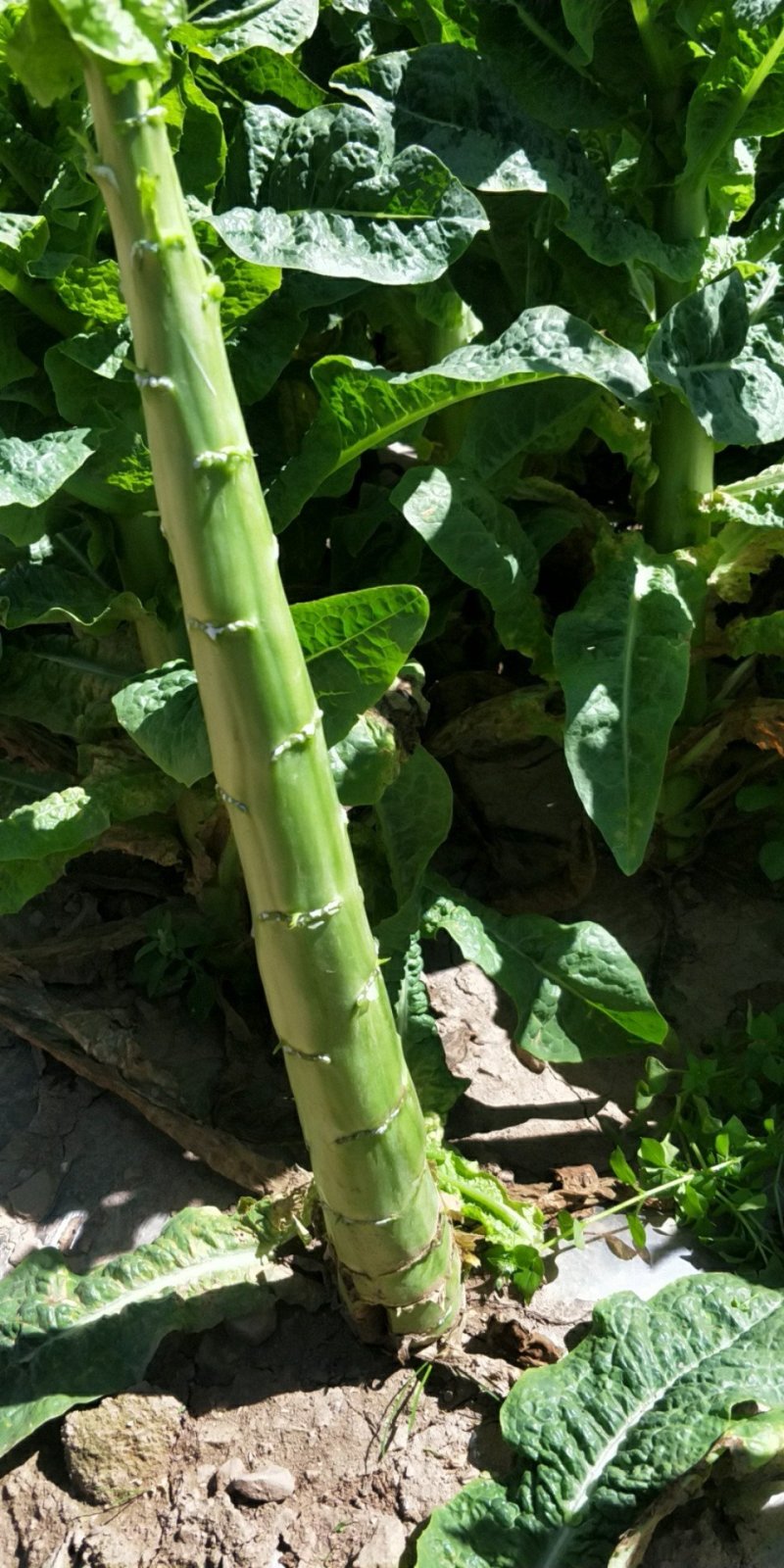 三青棒子杆子货，皮薄肉绿哈，保质保量莴苣大量供应等您来电