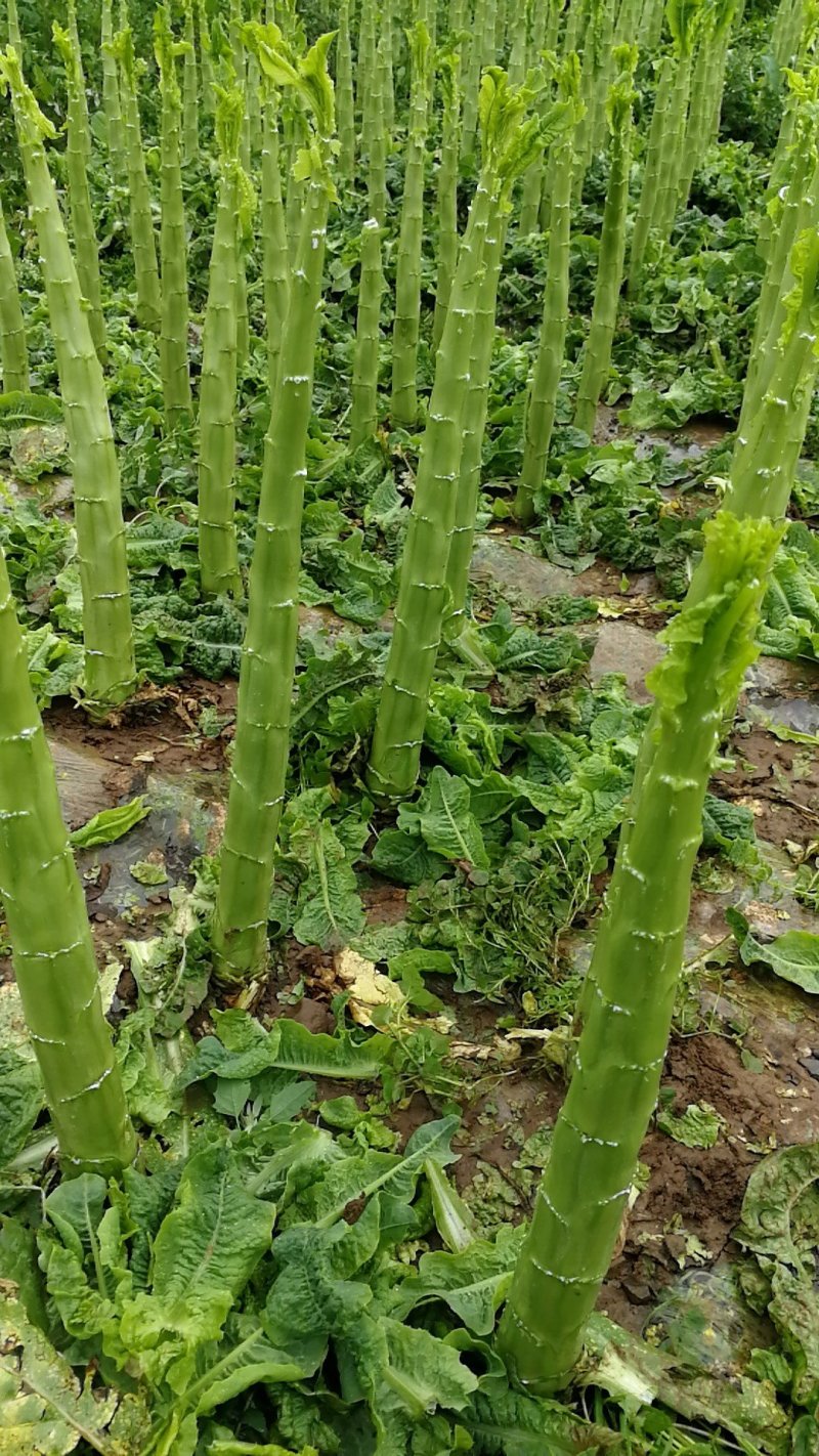 三青棒子杆子货，皮薄肉绿哈，保质保量莴苣大量供应等您来电