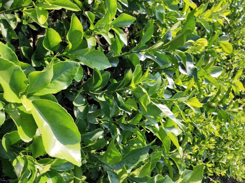 四川柑桔苗，简阳柑桔苗，金秋沙糖桔苗，柑桔苗产地直供