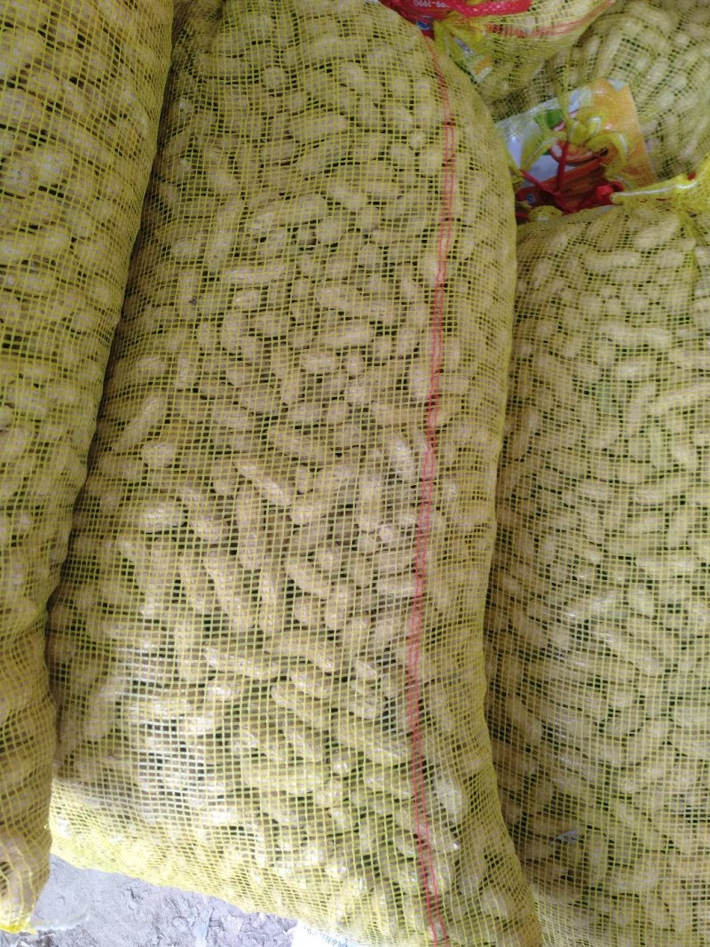 花生鲜花生大量供应优质货源诚信经营