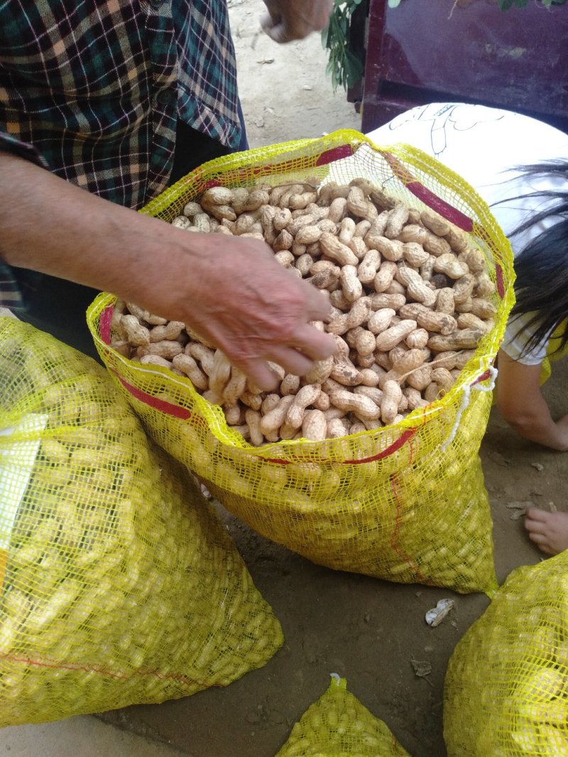 花生鲜花生大量供应优质货源诚信经营