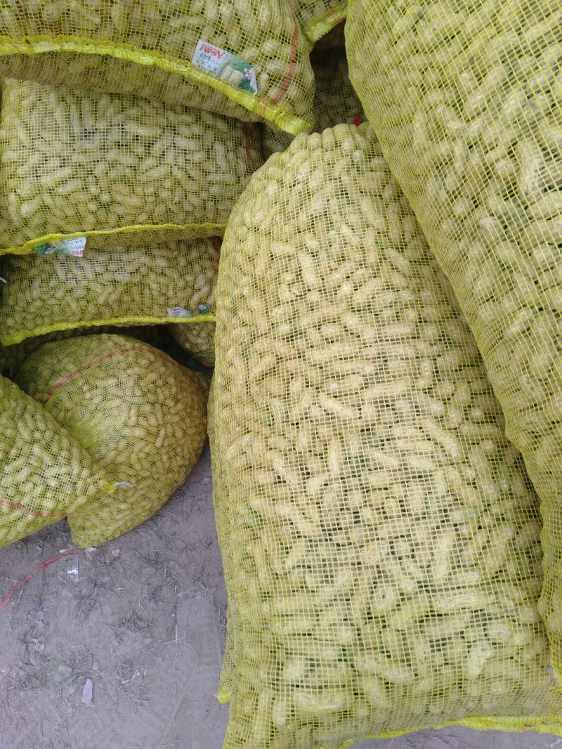 花生鲜花生大量供应优质货源诚信经营
