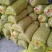 花生鲜花生大量供应优质货源诚信经营
