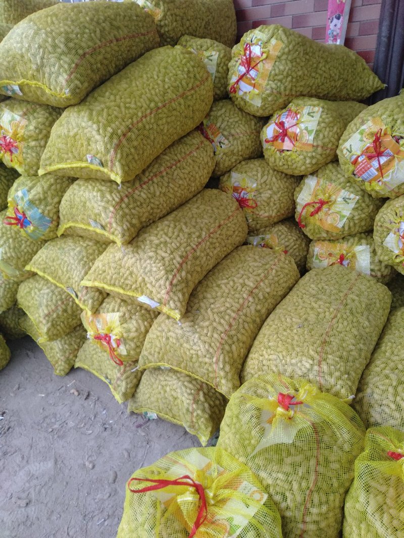 花生鲜花生大量供应优质货源诚信经营