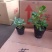 沙漠玫瑰盆栽重瓣免邮绿植花卉四季开花植物花苗办公室内耐旱