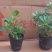 沙漠玫瑰盆栽重瓣免邮绿植花卉四季开花植物花苗办公室内耐旱