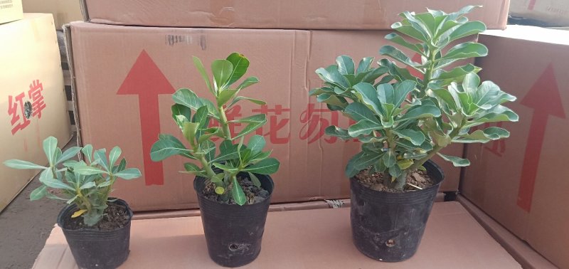 沙漠玫瑰盆栽重瓣免邮绿植花卉四季开花植物花苗办公室内耐旱