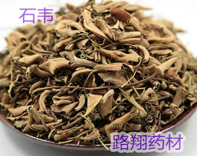 西南小叶石韦药典含量一手货源