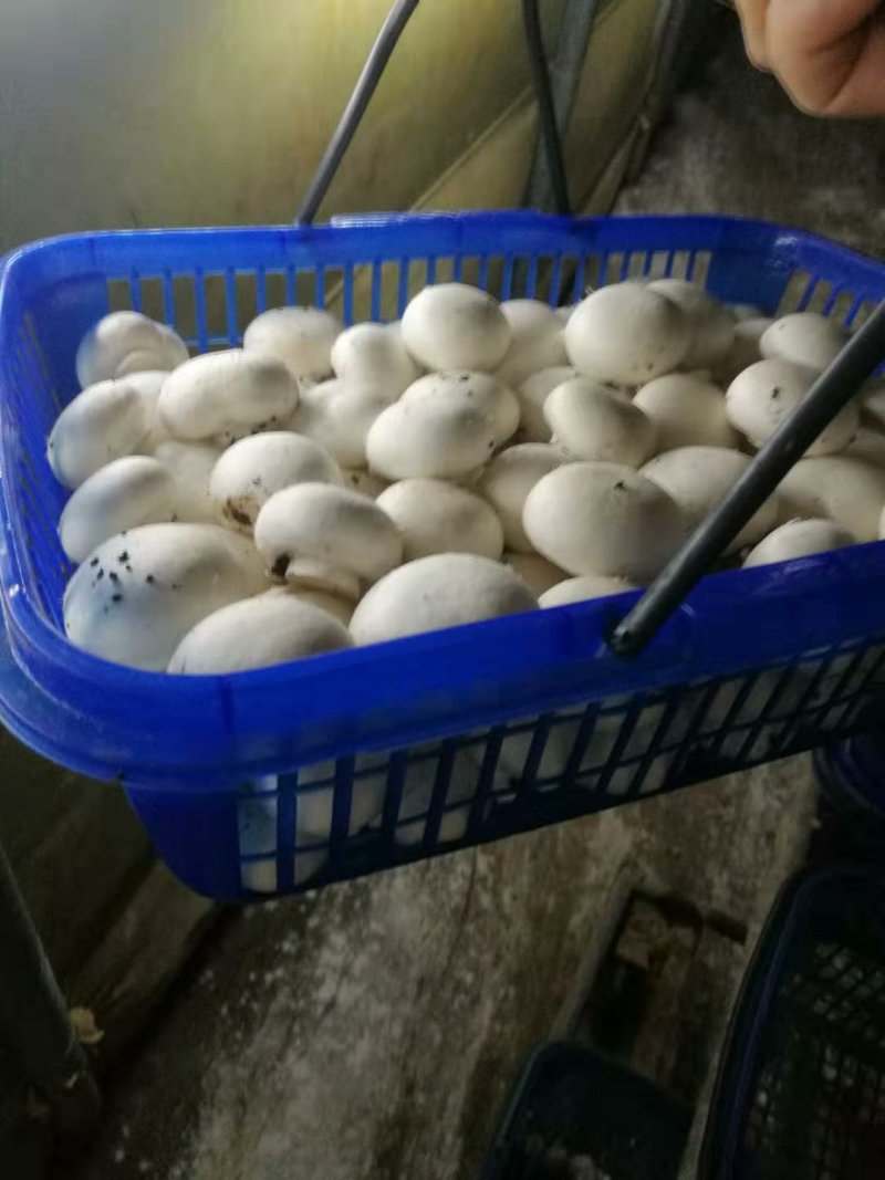 双孢菇常年大量销售，各种规格，盐水，鲜品都有。欢迎下单