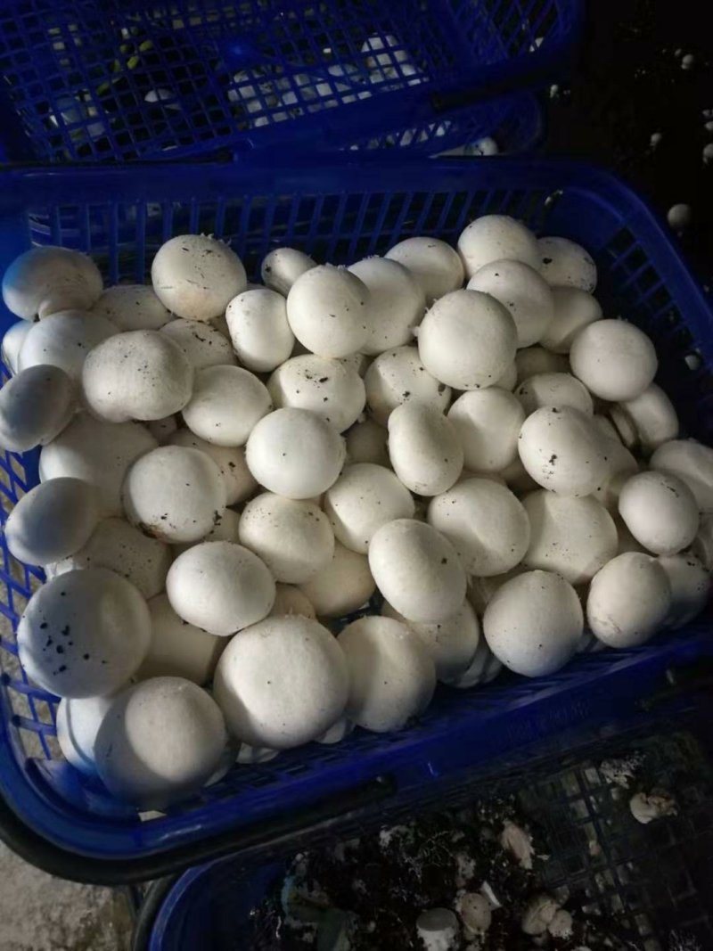 双孢菇常年大量销售，各种规格，盐水，鲜品都有。欢迎下单