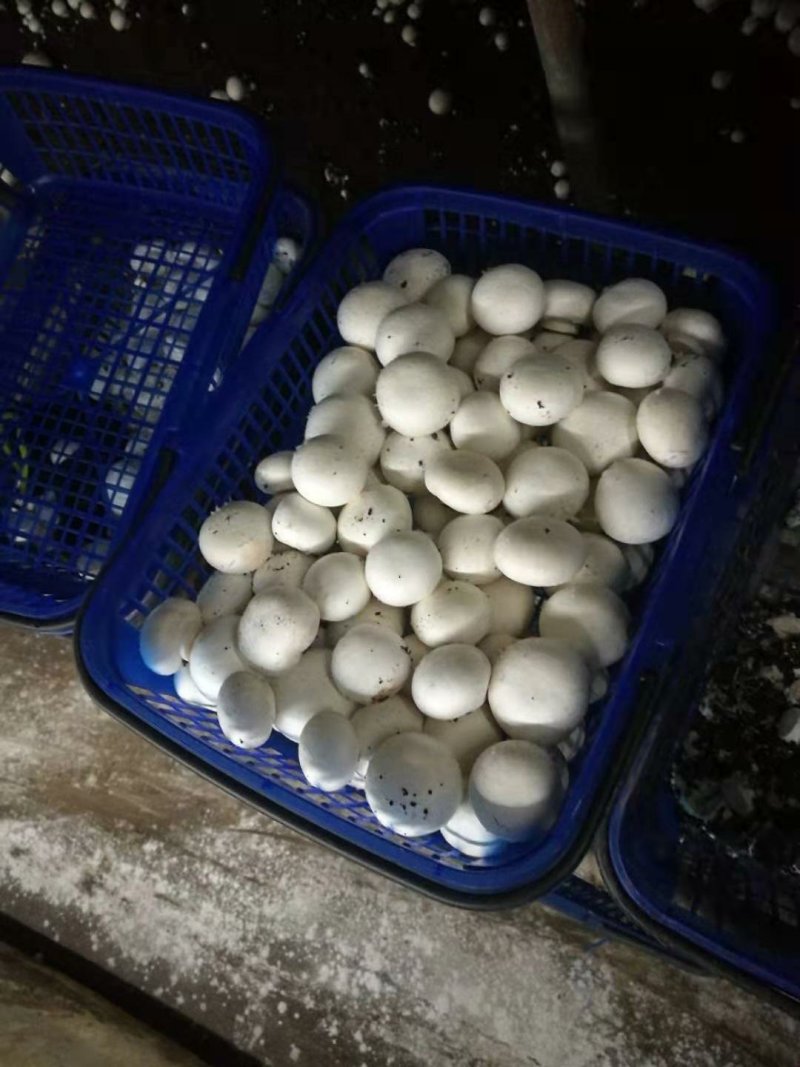 双孢菇常年大量销售，各种规格，盐水，鲜品都有。欢迎下单
