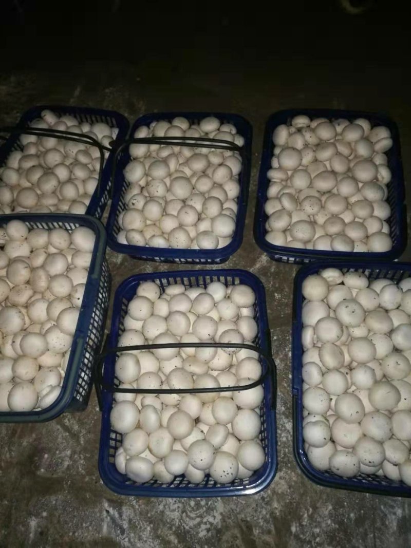 双孢菇常年大量销售，各种规格，盐水，鲜品都有。欢迎下单