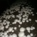 双孢菇常年大量销售，各种规格，盐水，鲜品都有。欢迎下单