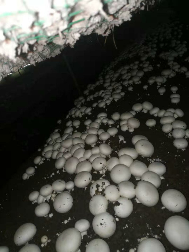 双孢菇常年大量销售，各种规格，盐水，鲜品都有。欢迎下单