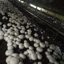 双孢菇常年大量销售，各种规格，盐水，鲜品都有。欢迎下单
