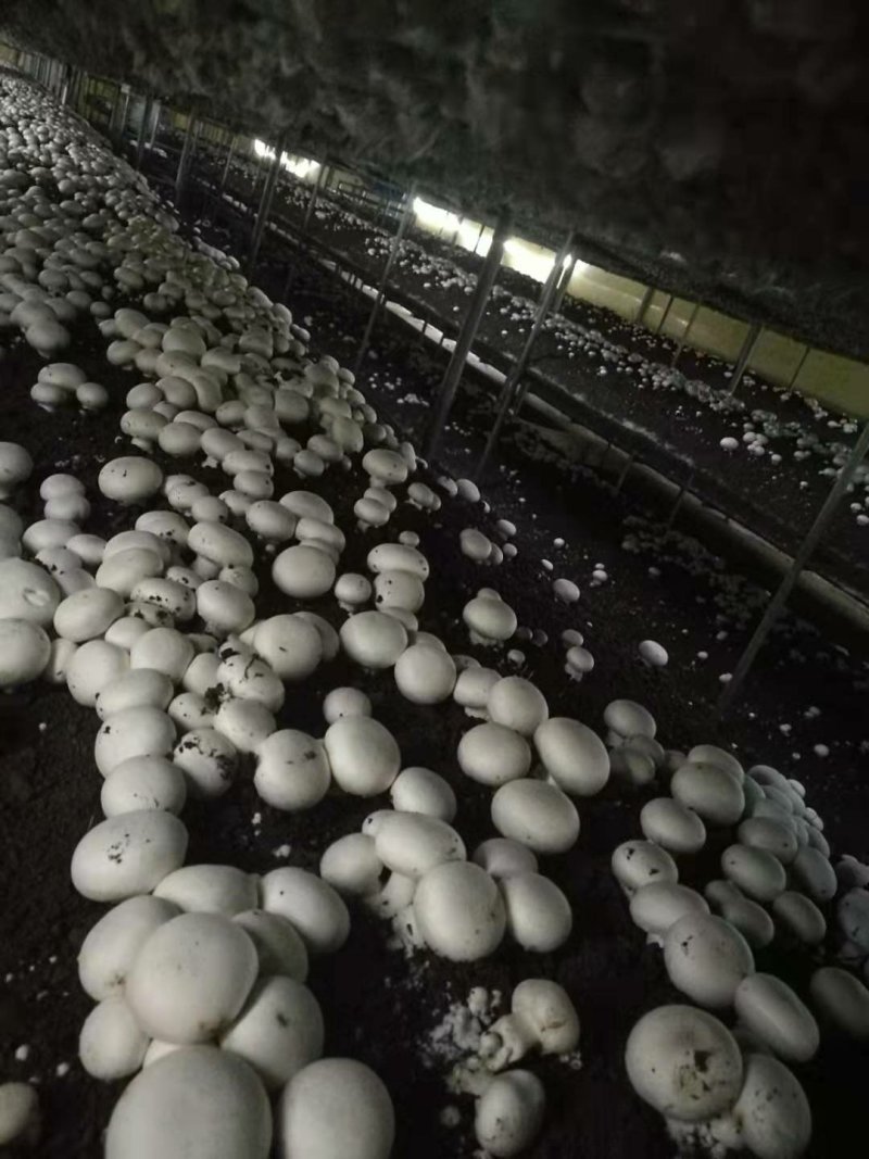 双孢菇常年大量销售，各种规格，盐水，鲜品都有。欢迎下单