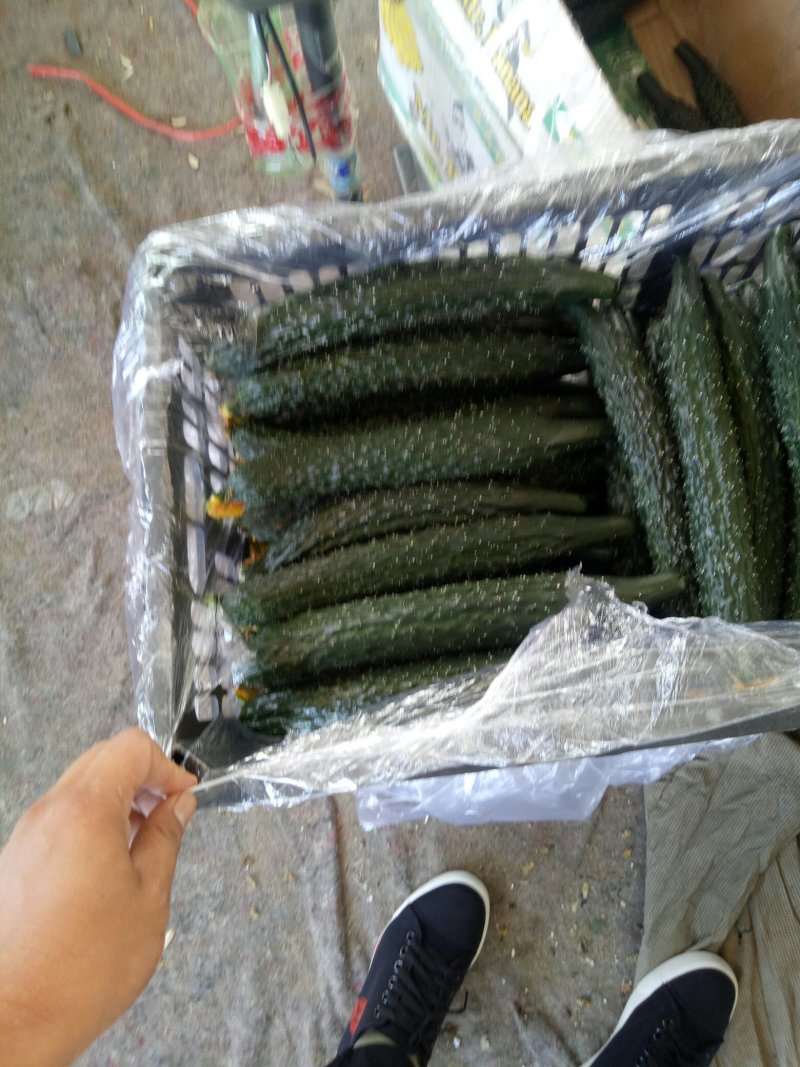 精品密刺黄瓜，产地专业代发团队，质量好，价钱合理！
