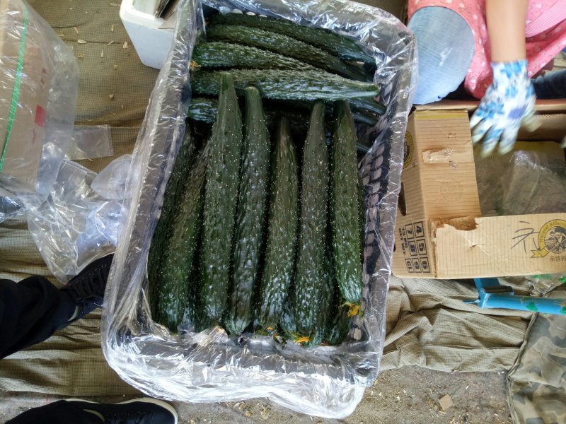 精品密刺黄瓜，产地专业代发团队，质量好，价钱合理！