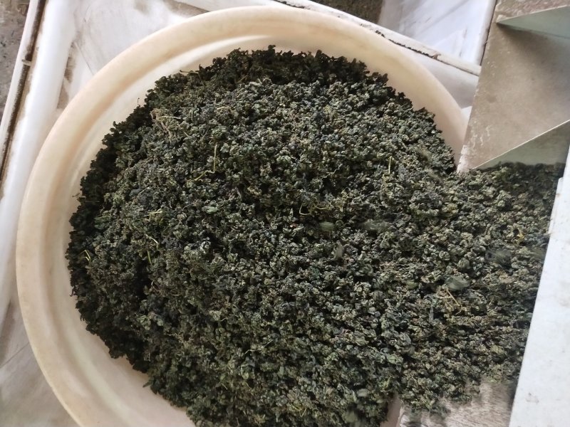 绞股蓝