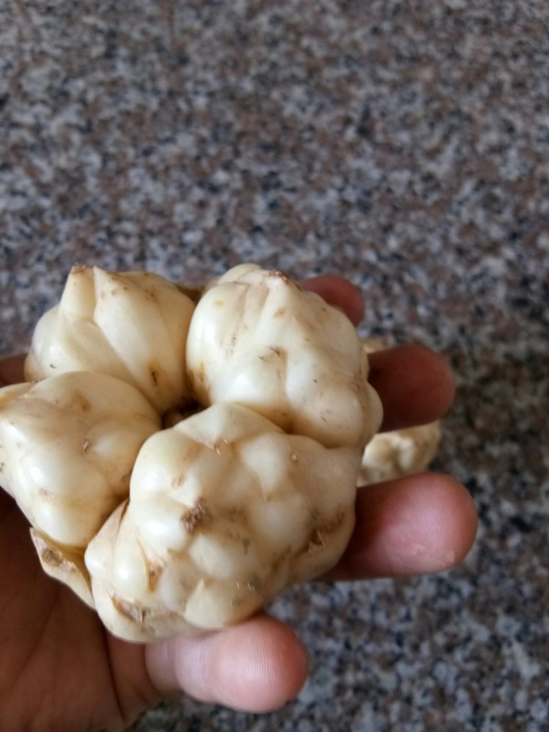龙山卷丹百合，，，，，，，