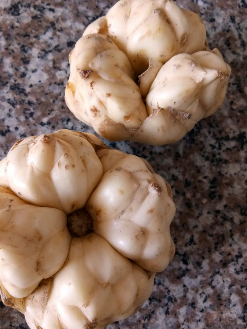 龙山卷丹百合，，，，，，，