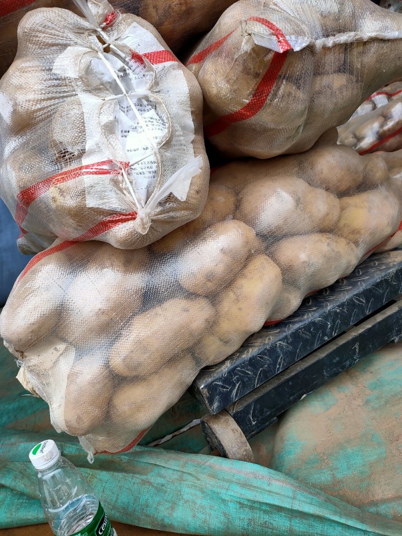 土豆批发，