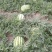 安农二号西瓜10斤打底9成熟1茬