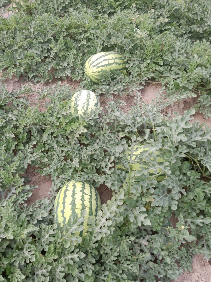 安农二号西瓜10斤打底9成熟1茬