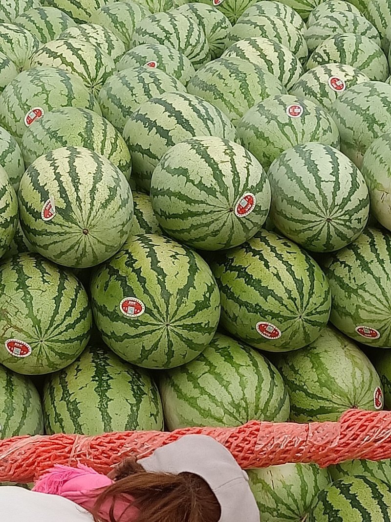 金城5号西瓜15斤打底8成熟1茬