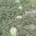 金城5号西瓜15斤打底8成熟1茬