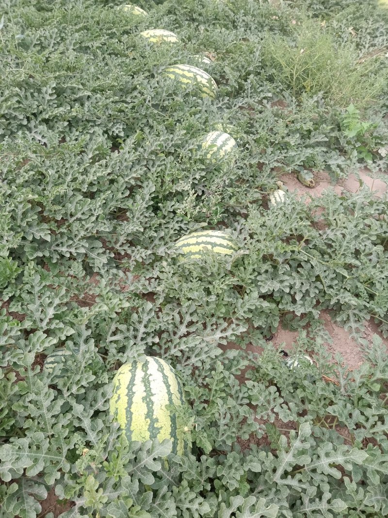 金城5号西瓜15斤打底8成熟1茬