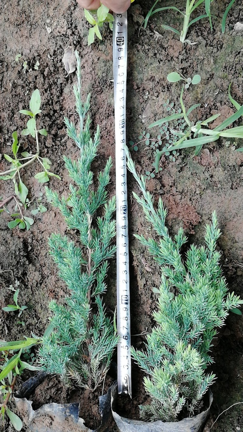 工程绿化苗木侧柏，龙柏，沙地柏，铺地柏，趴地柏