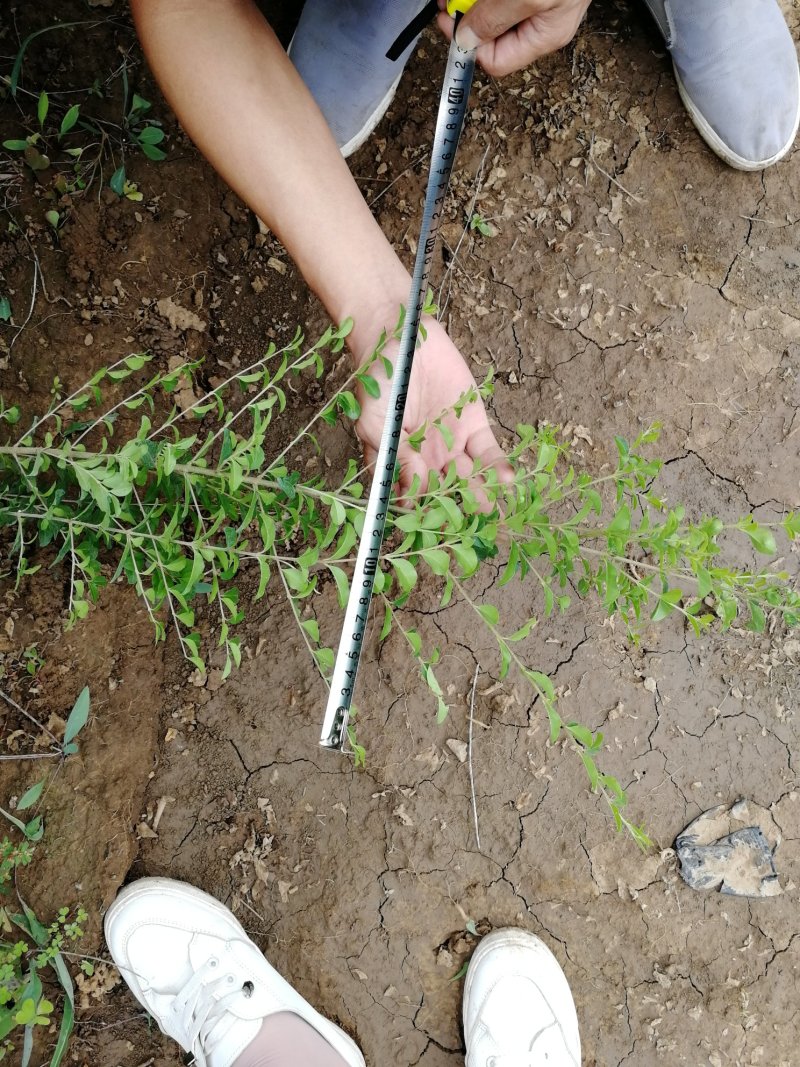 金叶女贞，金森女贞，小叶女贞，日本女贞种植基地