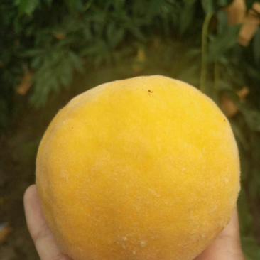 黄桃色好个大脆甜味正
