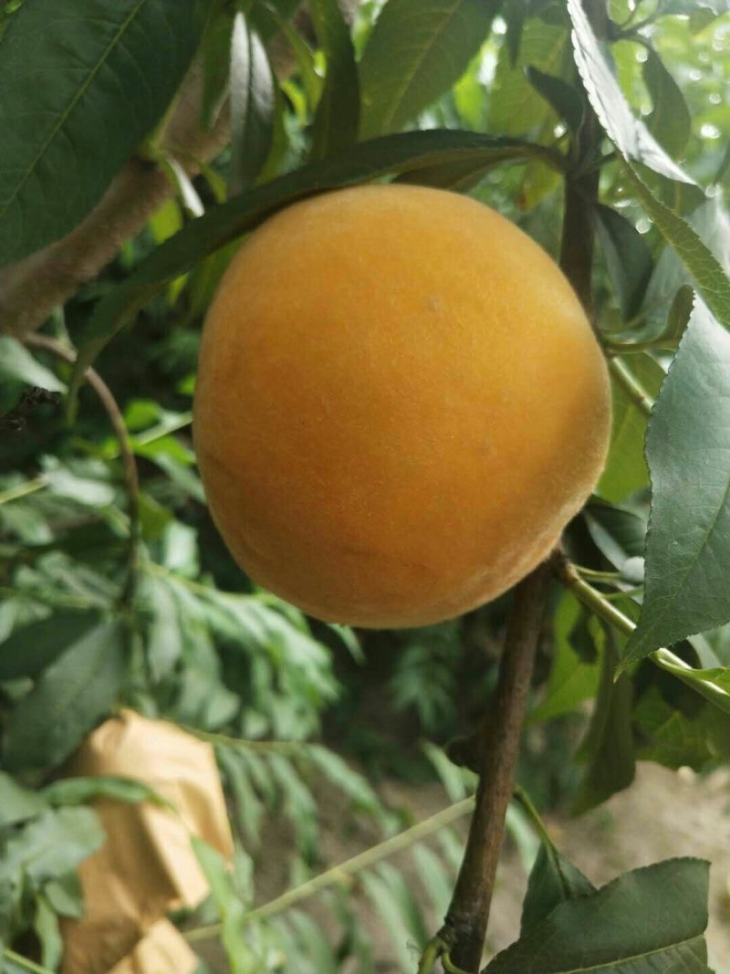 黄桃色好个大脆甜味正
