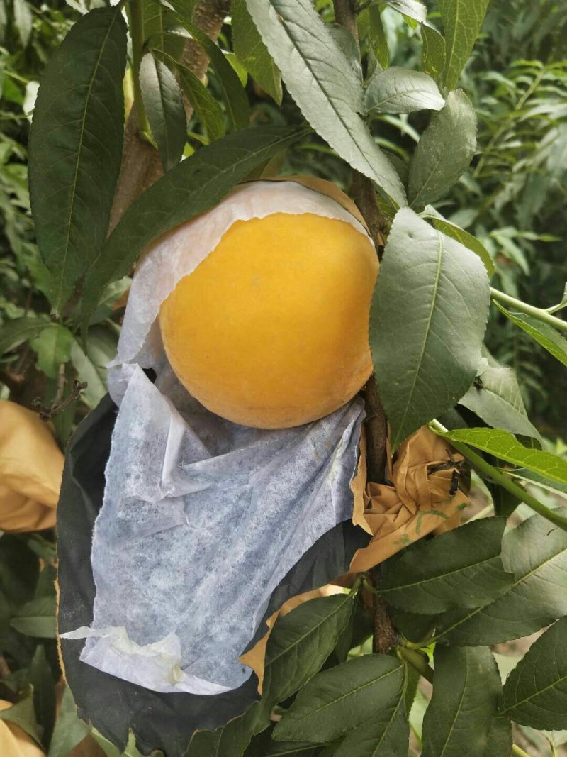 黄桃色好个大脆甜味正
