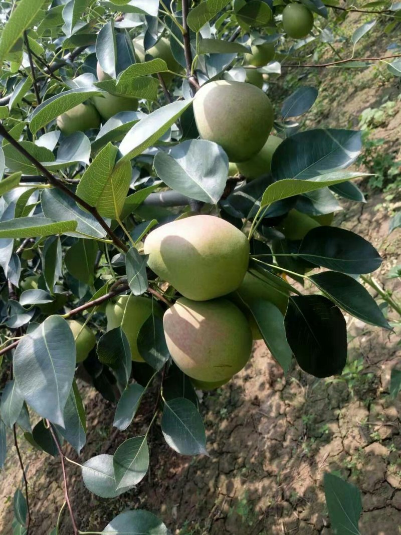 七月红梨