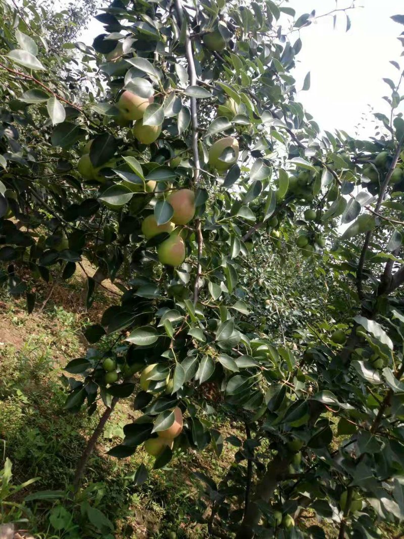 七月红梨