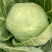 甘蓝类