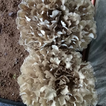 鲜栗蘑