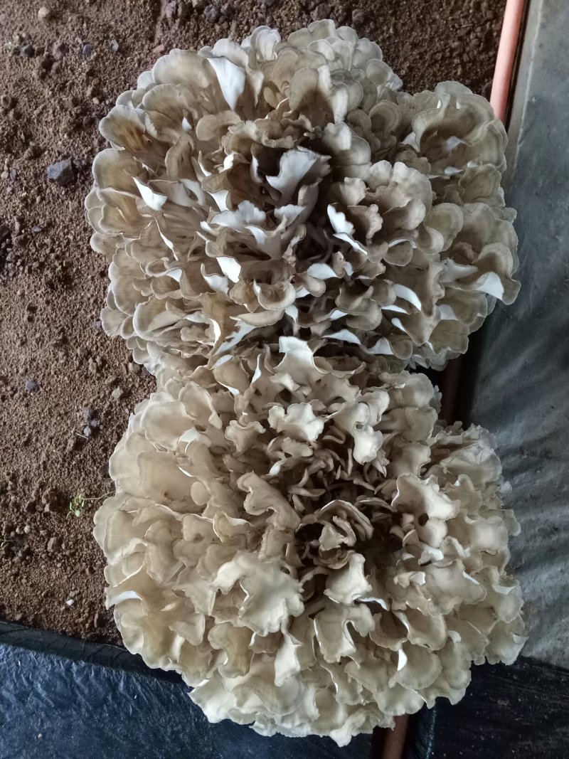 鲜栗蘑