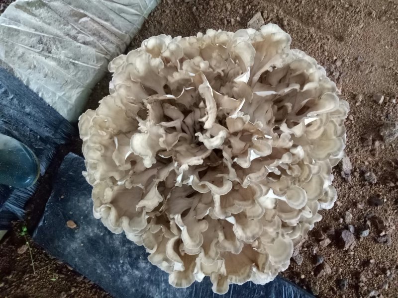 鲜栗蘑