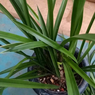 兰花银针素