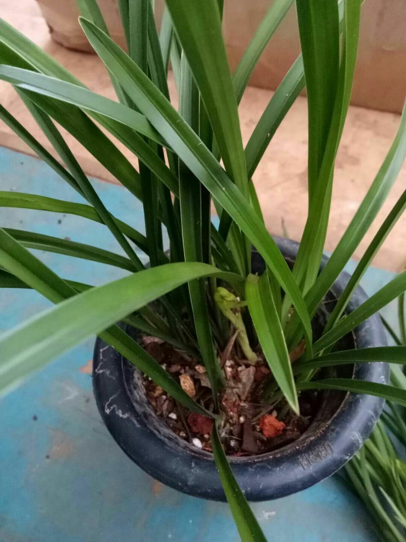 兰花银针素