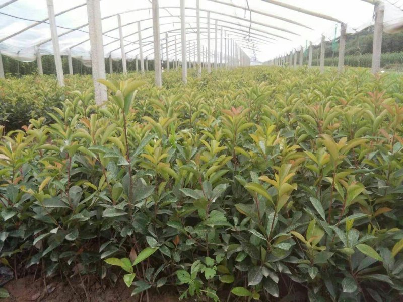 红叶石楠苗绿化工程苗营养钵苗成活率高
