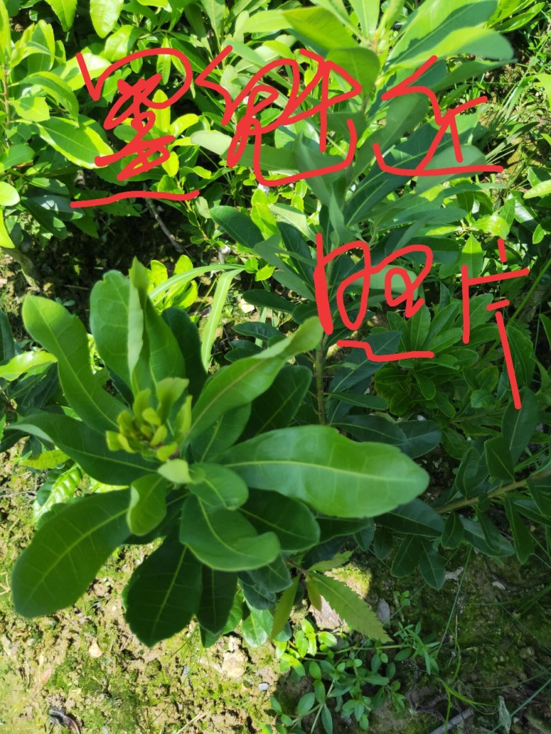 杨梅苗黑魁杨梅苗果大丰产性强不掉果效益好