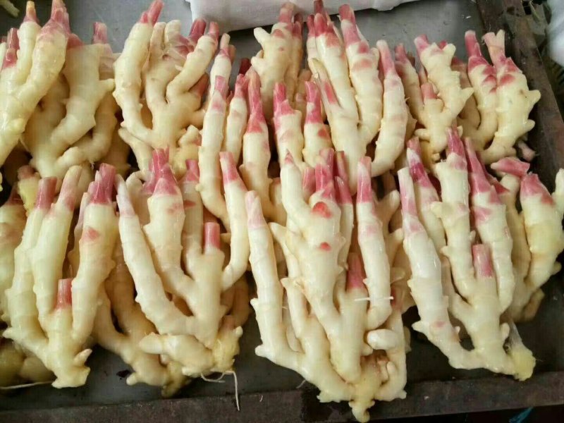 精品*大黄姜*小黄姜*品质保证*产地发货
