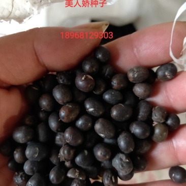 美人娇种子出售