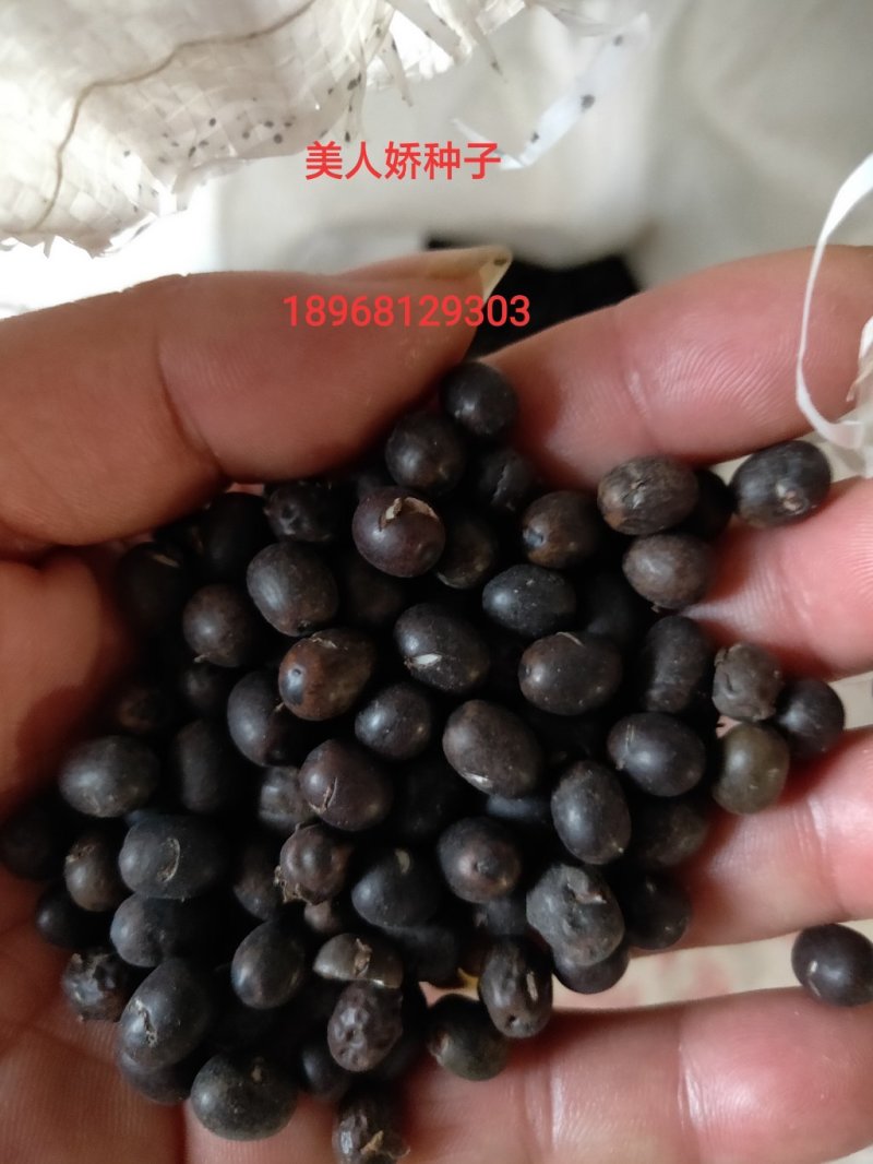 美人娇种子出售
